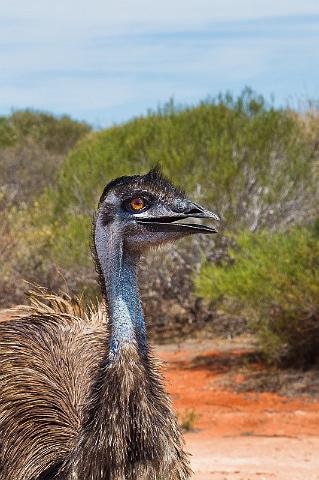 057 Shark Bay, monkey mia, emoe.jpg